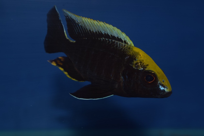 Aulonocara maylandi 'Liwewe Reef'